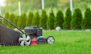 Get Rid of Lawn Pests